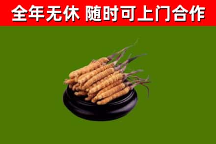 枞阳烟酒回收冬虫夏草.jpg