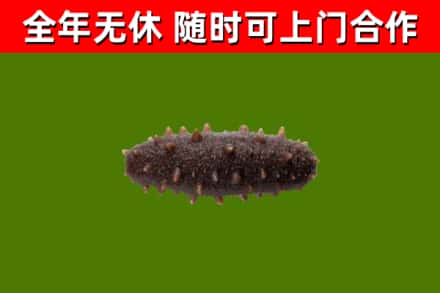 枞阳烟酒回收干海参.jpg